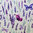 Lavendel und Schmetterlinge, Baumwoll-Popeline, flieder