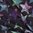 Structure Stars, violett-mint, Softshell